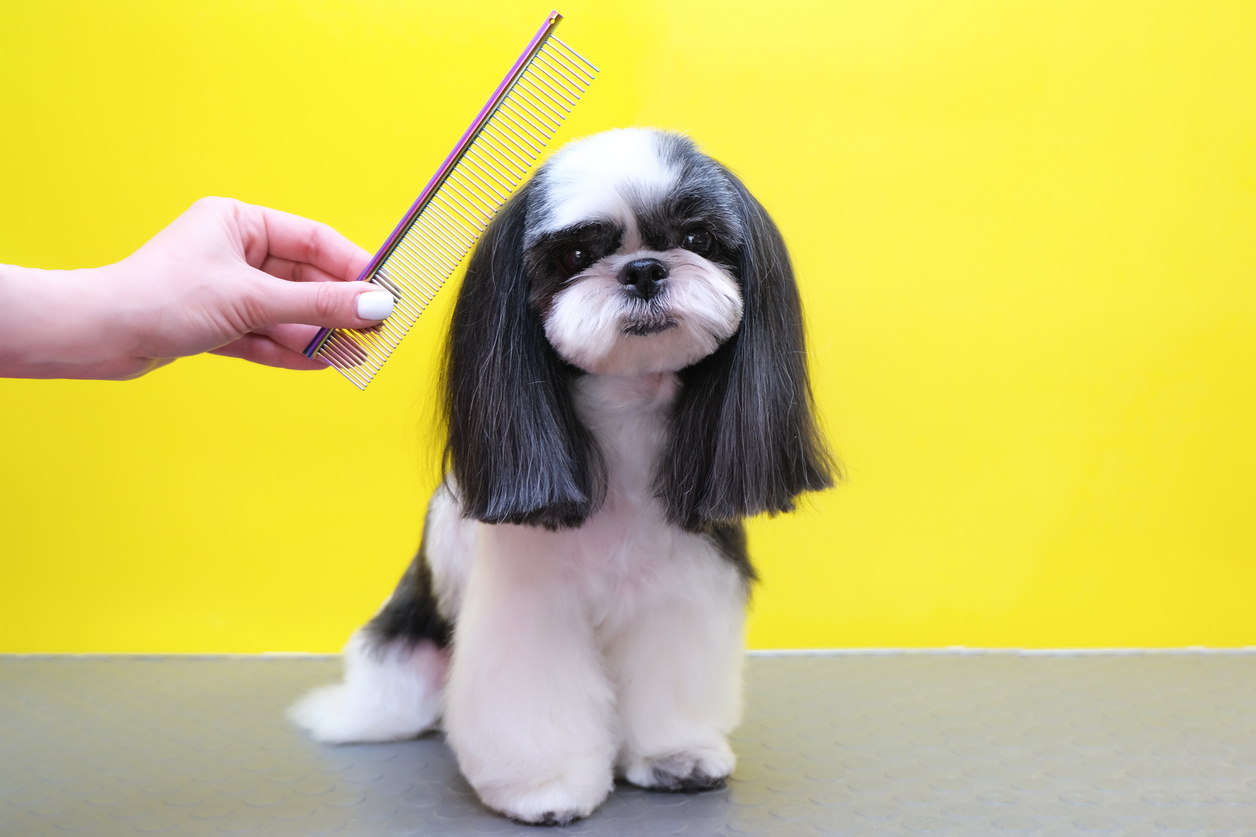 dog in a grooming salon; Haircut, comb.