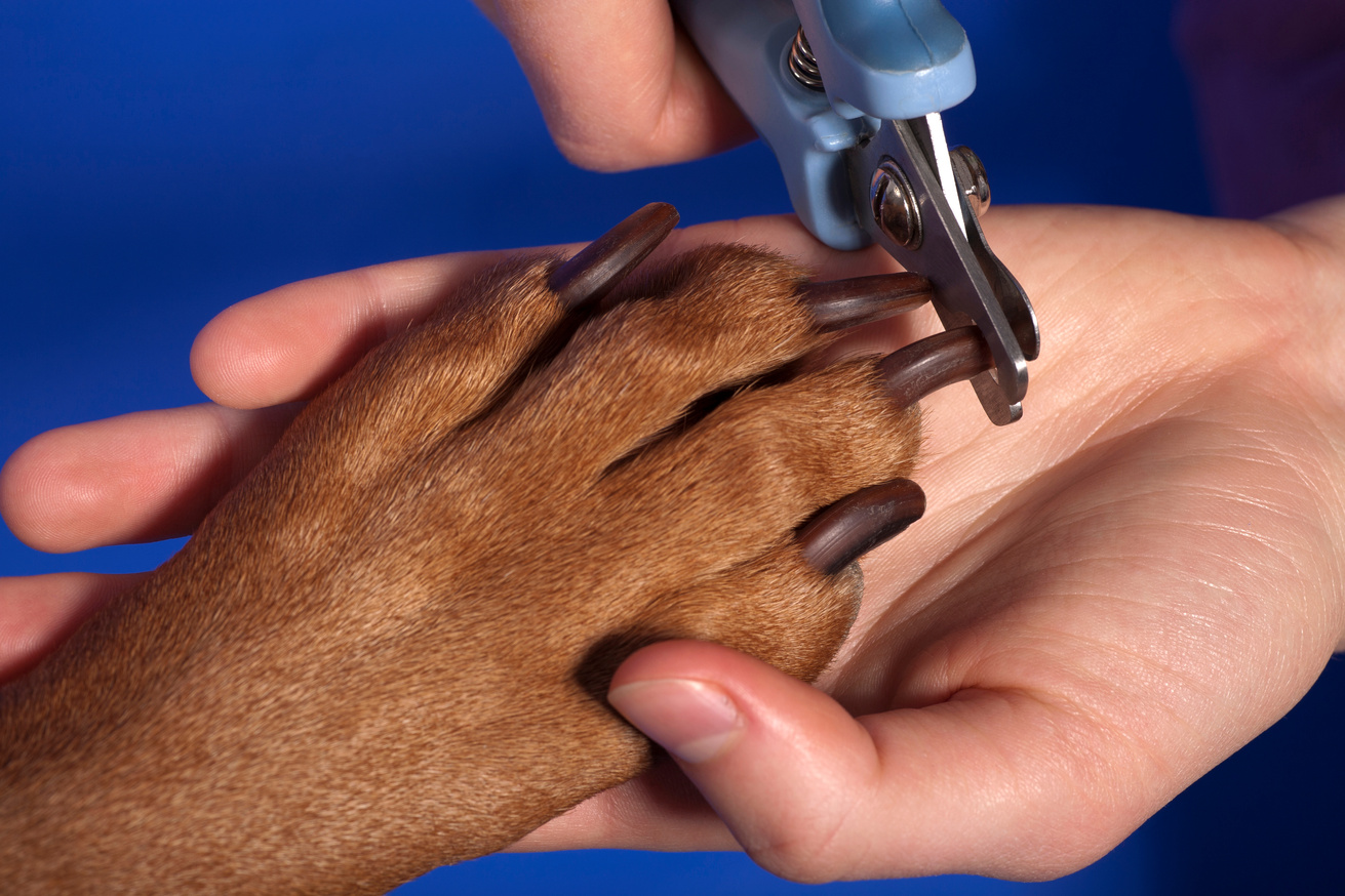 cutting dog nail